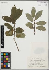Foto von Salix pseudomedemii E. L. Wolf